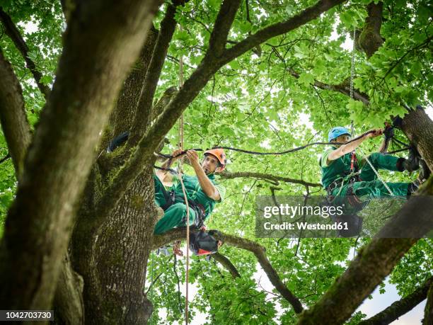 tree cutters hanging on ropes in tree - forstwirtschaft stock-fotos und bilder