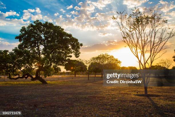sunset and tree of cerrado, brasilia, brazil. - distrito-federal-brasilia stock-fotos und bilder