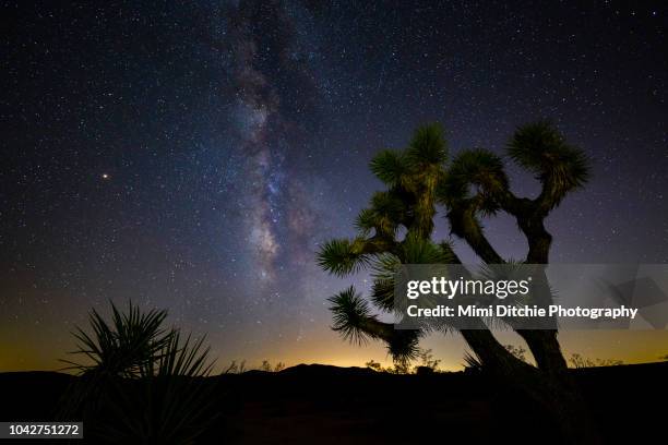 the milky way over joshua tree national park - joshua tree stock pictures, royalty-free photos & images