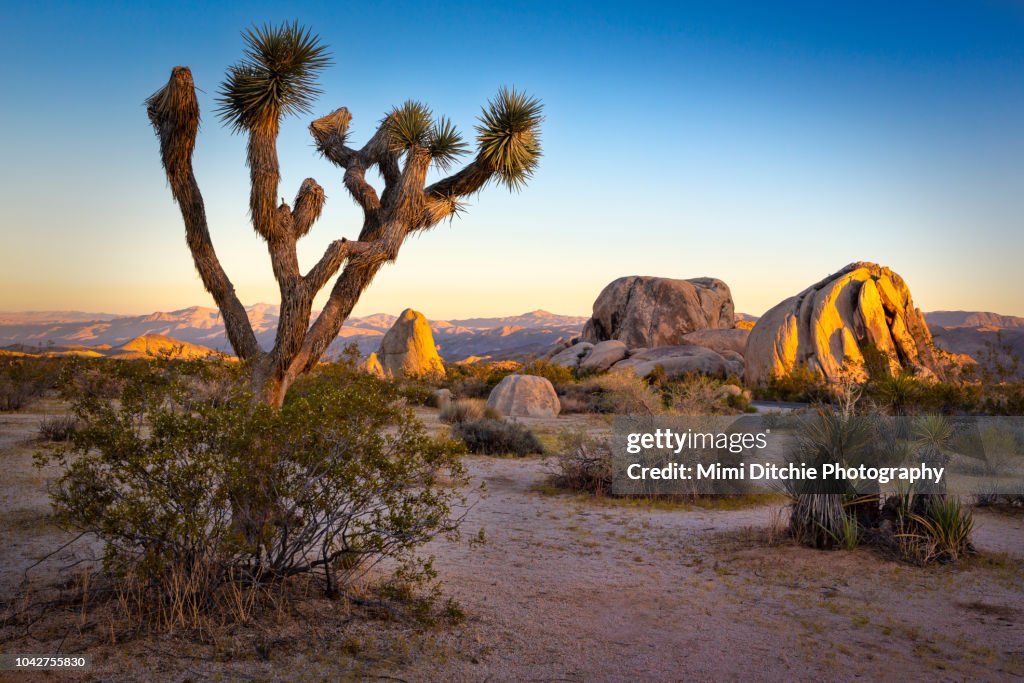 Sun Down at Joshua Tree National Park