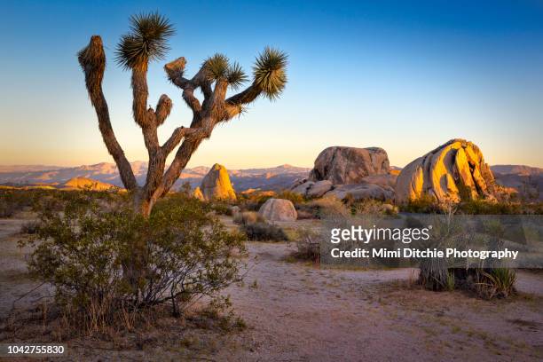 sun down at joshua tree national park - joshua tree stock pictures, royalty-free photos & images