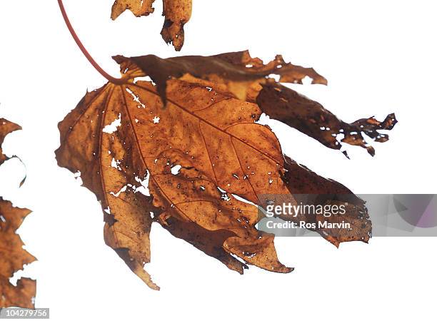 ragged leaf - midlothian scotland stock pictures, royalty-free photos & images