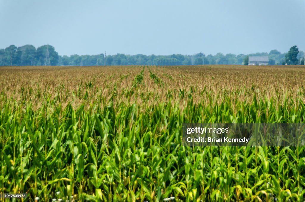 Indiana Corn Field Landscape