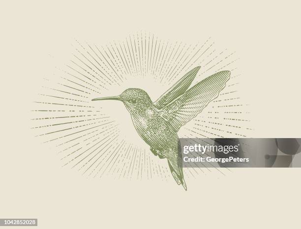 ruby throated hummingbird flying - ruby throated hummingbird migration stock illustrations