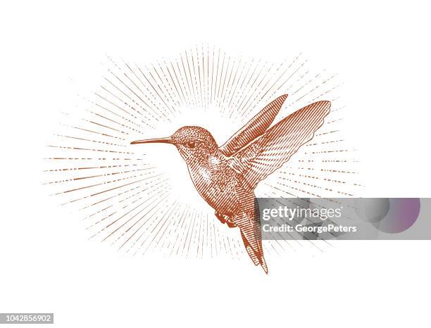 stockillustraties, clipart, cartoons en iconen met ruby throated hummingbird vliegen - kolibrie