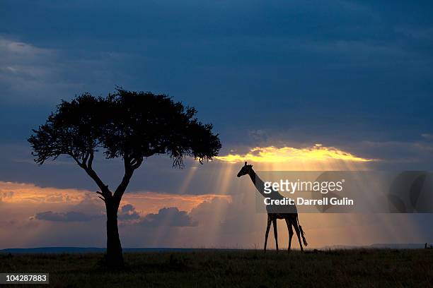 silhouetted giraffe at sunset savannah of africa - savannah animals silhouette stock pictures, royalty-free photos & images
