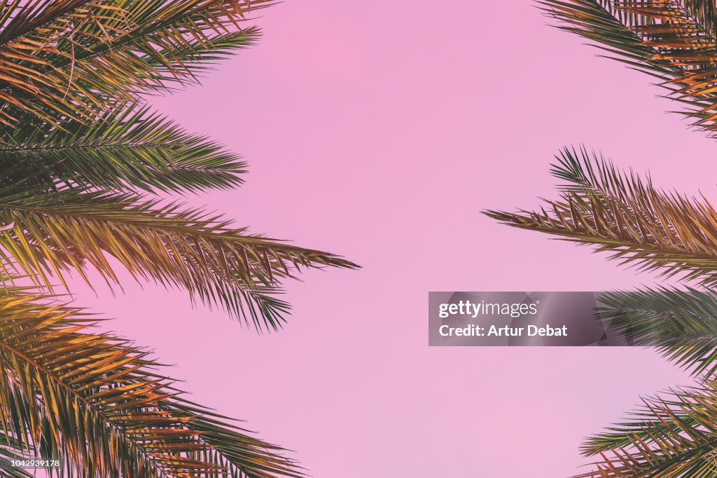 Palm trees leaves composition against pink background.