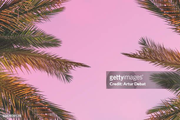 palm trees leaves composition against pink background. - christmas palm tree stock pictures, royalty-free photos & images