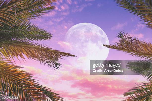 stunning sunset sky with full moon and palm trees. - romantic sunset 個照片及圖片檔