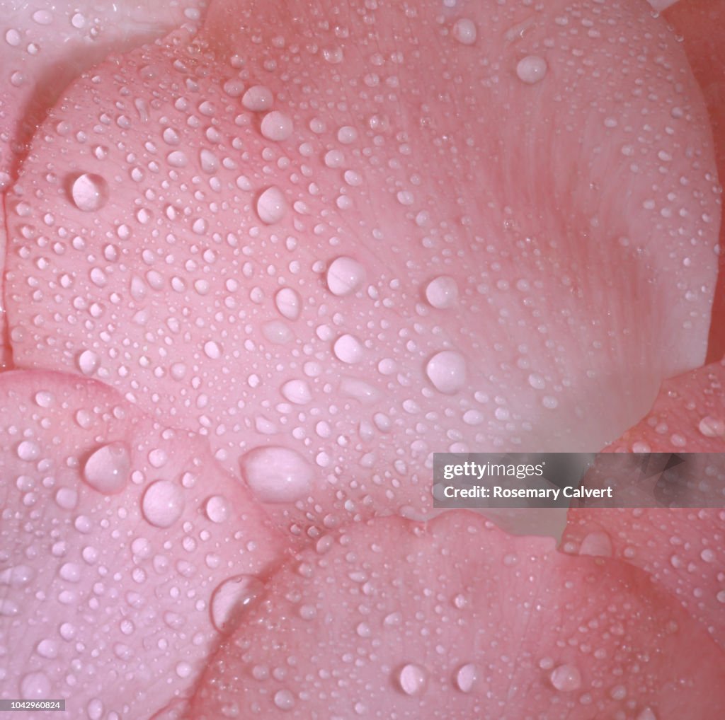 Close-up of pink rose petals with water drops in square.