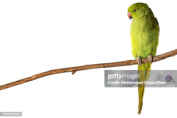 parrot - tropical bird white background stock pictures, royalty-free photos & images