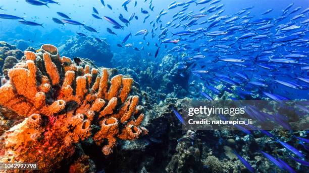 Seascape of coral reef in the Caribbean Sea around Curacao with sponge and school of fish