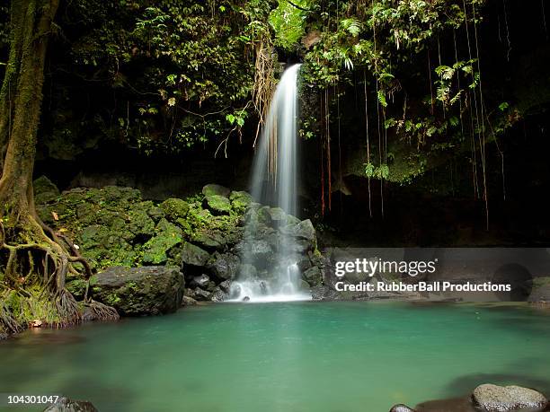 dominica, emerald falls, small waterfall at forest pool - dominica stock pictures, royalty-free photos & images