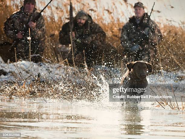 men duck hunting with their labrador retriever - springville utah stock pictures, royalty-free photos & images