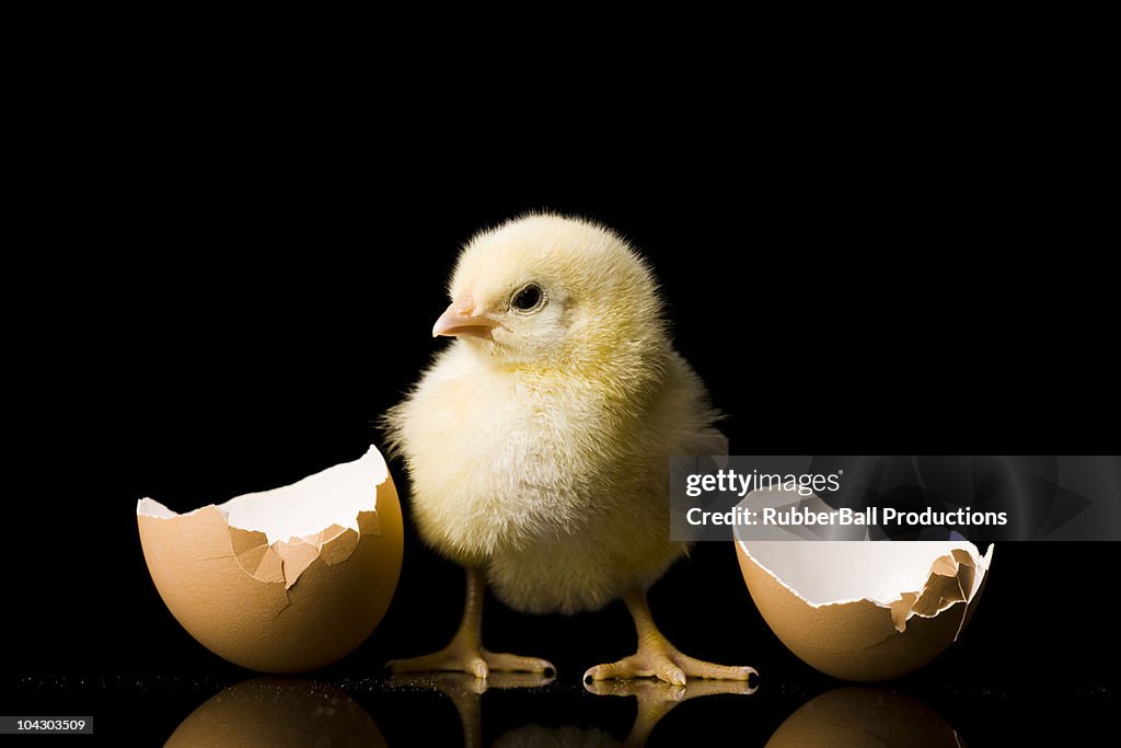 Chick hatching from an egg