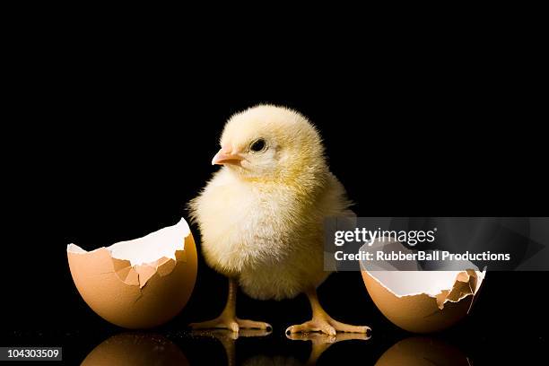 chick hatching from an egg - fågelunge bildbanksfoton och bilder