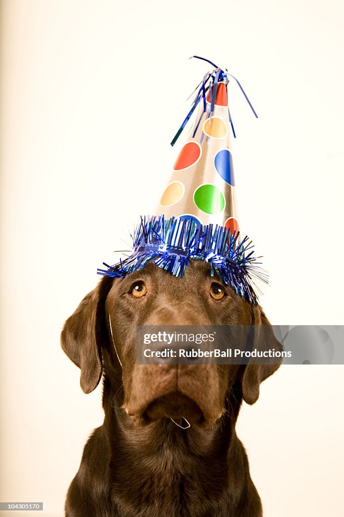 Chocolate lab with a birthday party hat on his head