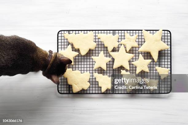 cat smelling fresh christmas cookies on a wire rack - sugar cookie stock pictures, royalty-free photos & images