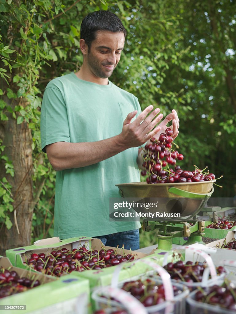 Man weighting and boxing cherries