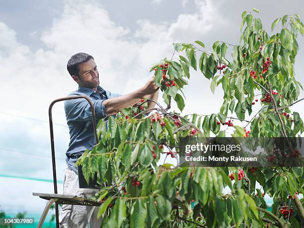 man picking cherries from tree - orchard stock pictures, royalty-free photos & images