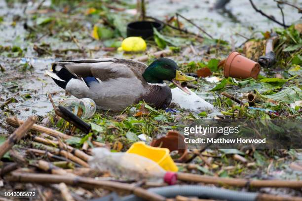 28,317 Animal Waste Photos and Premium High Res Pictures - Getty Images