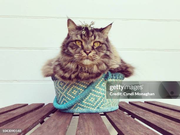 maine coon cat squeezed into a tiny basket - passt nicht stock-fotos und bilder