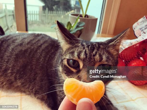 clementine slice for a cat's mouth - teasing stock pictures, royalty-free photos & images