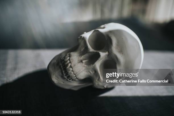 skull - skeleton face stock pictures, royalty-free photos & images