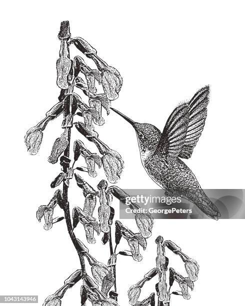 rubin-throated kolibri und lila salvia - hummingbird stock-grafiken, -clipart, -cartoons und -symbole