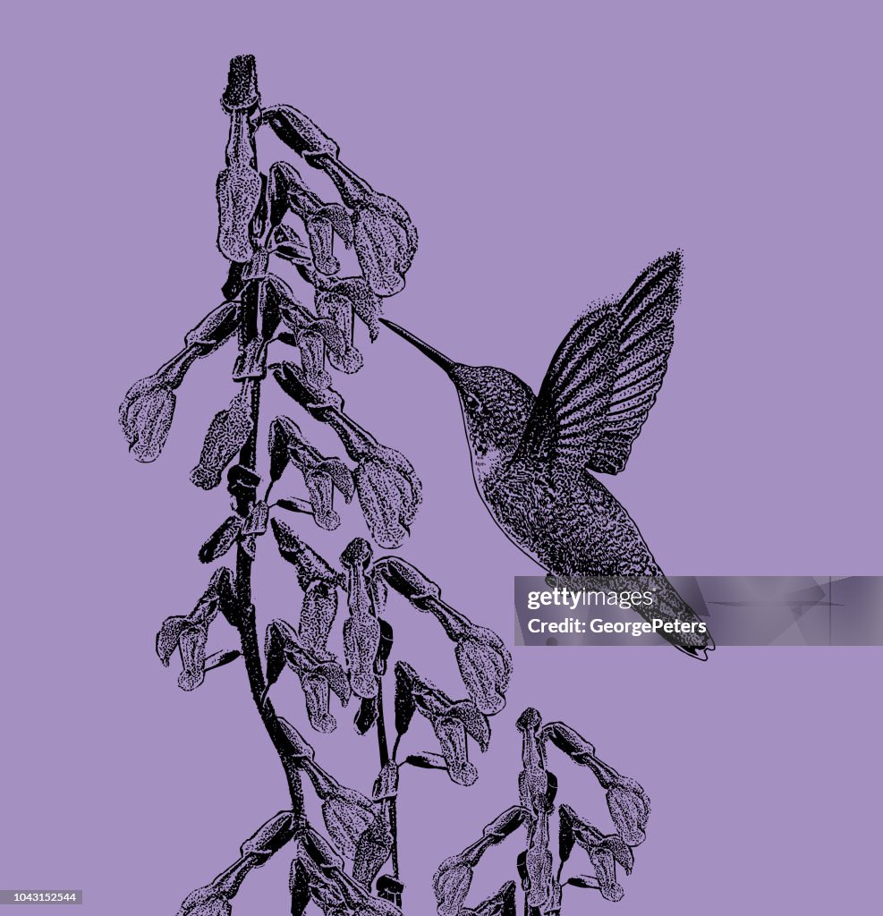 Ruby Throated Hummingbird and Purple Salvia