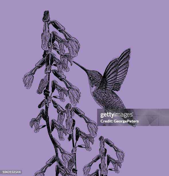 ruby throated hummingbird and purple salvia - hummingbird stock illustrations