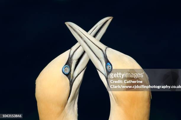 gannet pair (morus bassanus) - jan van gent stockfoto's en -beelden