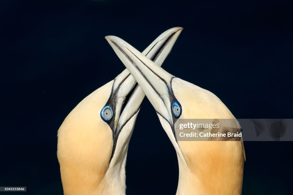 Gannet pair (Morus bassanus)