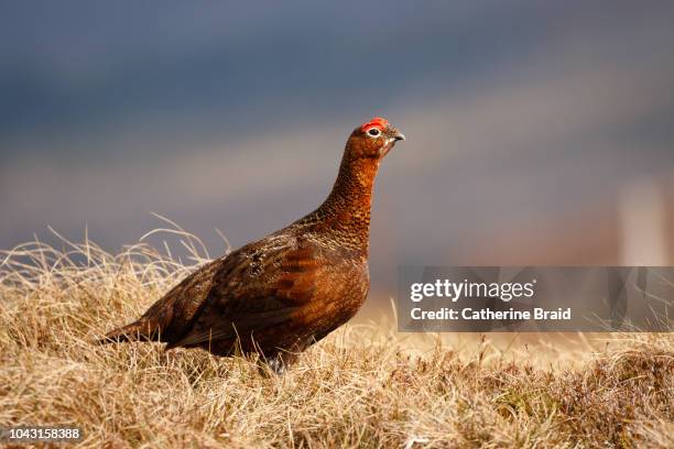 red grouse (lagopus lagopus scotica) in grass - ptarmigan stock pictures, royalty-free photos & images