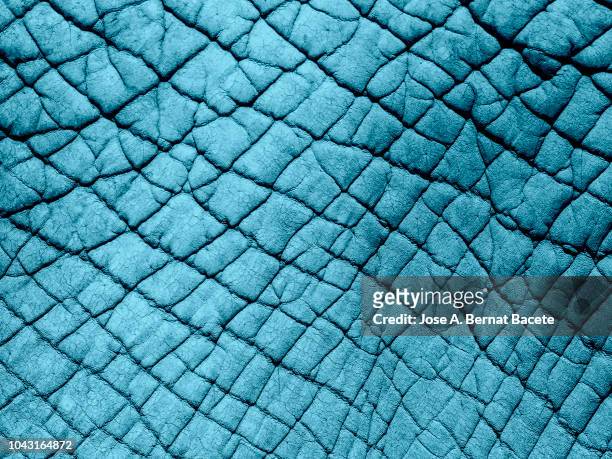 full frame of elephant natural  skin illuminated by sunlight, colors modified digitally, violet and light blue background. - 動物斑紋 個照片及圖片檔
