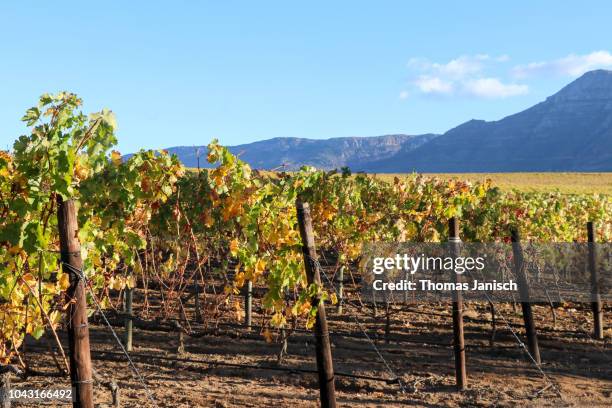 scenic view of groot constantia vineyards, cape town, western cape, south africa - constantia - fotografias e filmes do acervo