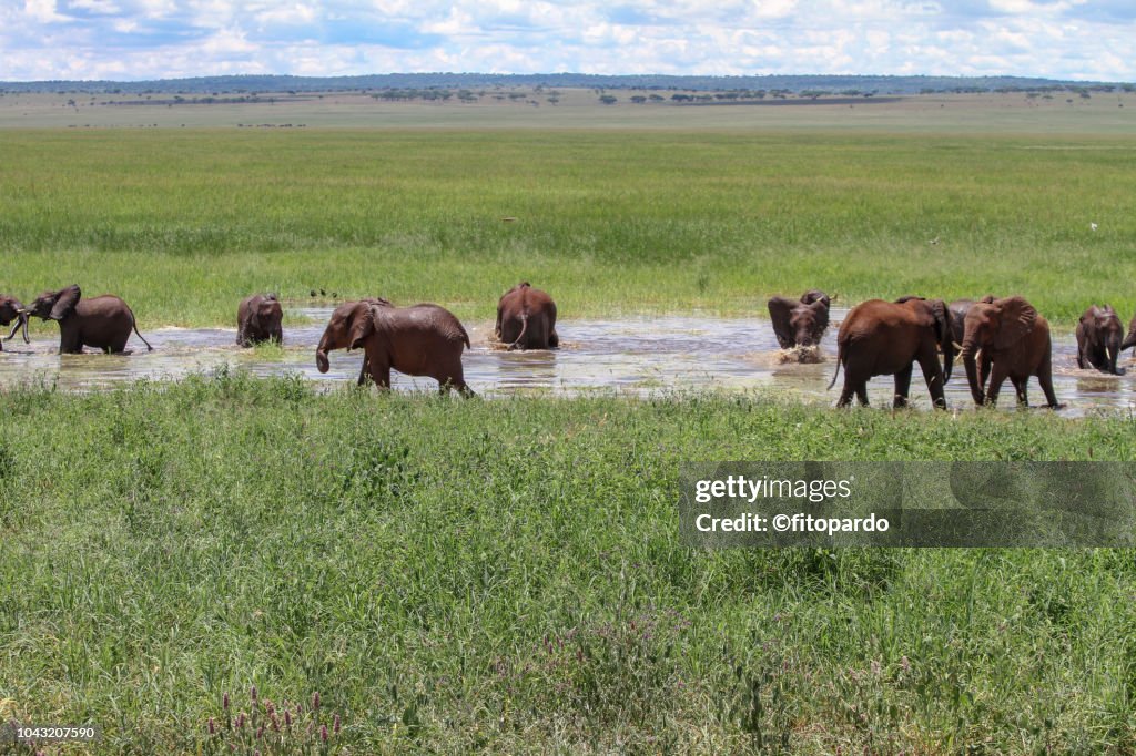 Large Group Of Young African Elephants High-Res Stock Photo - Getty Images