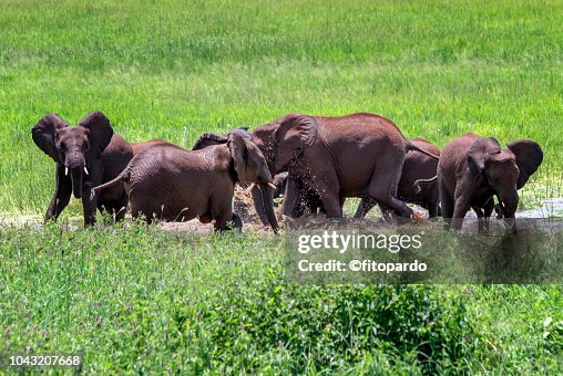 Large Group Of Young African Elephants High-Res Stock Photo - Getty Images