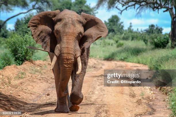 majestic african elephant running toward camera - masai mara national reserve stock-fotos und bilder