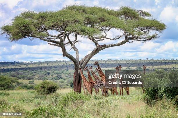 group of giraffes below an acacia tree - vachellia tortilis stockfoto's en -beelden