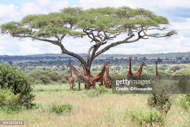 group of giraffes below an acacia tree - アルーシャ地区 ストックフォトと画像