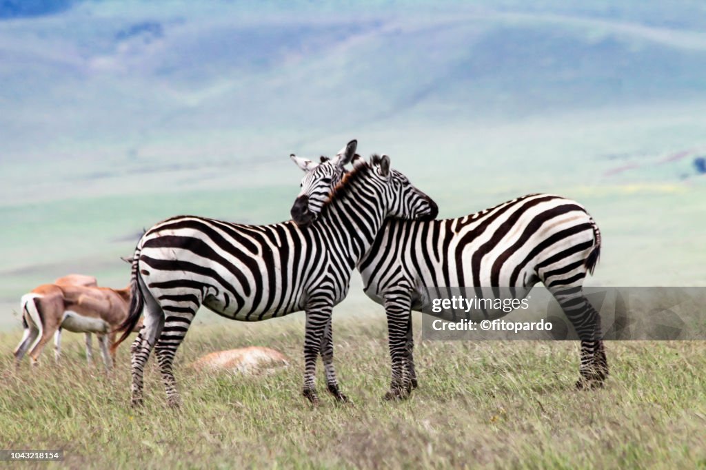 Two zebras in love and some Thomsons gazelle in the back