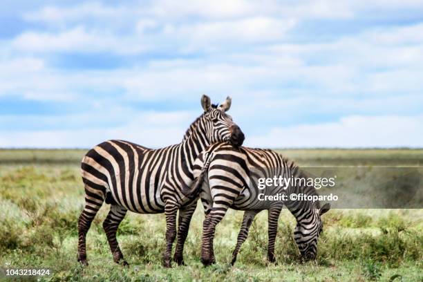 beautiful zebras in love and eating - arusha national park stock pictures, royalty-free photos & images