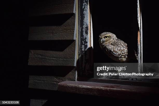 gravende uil - owlet stockfoto's en -beelden