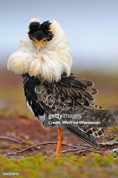 ruffs at a lek - water bird stock-fotos und bilder