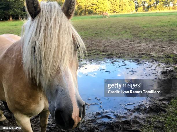 wake up of a blond horse - mane stock pictures, royalty-free photos & images