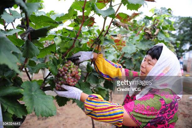 Woker tends to the grapes growing in the vineyard of Changyu Pioneer Wine Limited company on September 20, 2010 in Yantai, Shandong province of China.