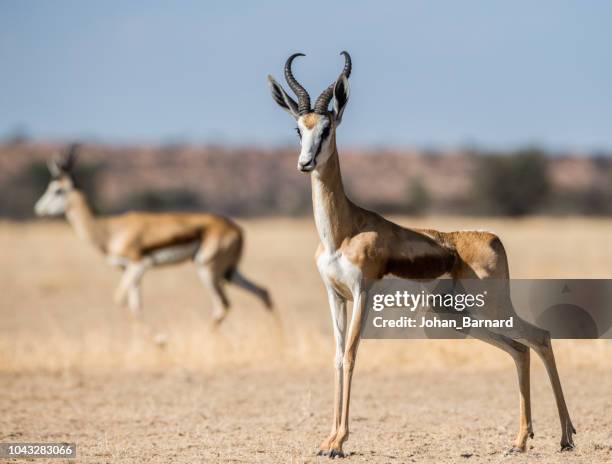 Springpok 83,757 Springbok South Africa Stock Photos, High-Res Pictures, and ...