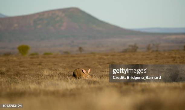 aardvark in the bush, eastern cape, south africa - porco formigueiro imagens e fotografias de stock