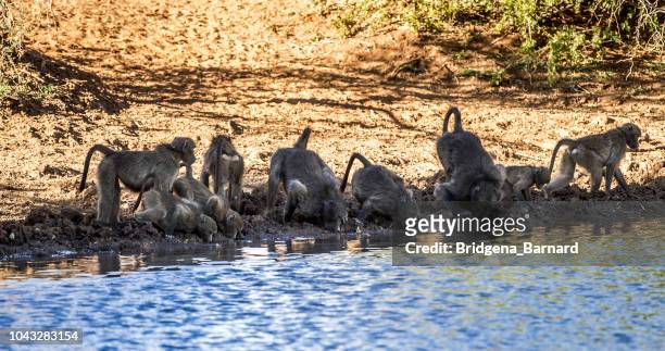 cape baboon troop drinking from a water hole, south africa - baboon stock pictures, royalty-free photos & images